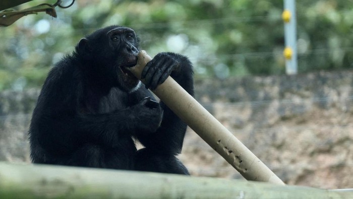 Yoko, the only known great ape in captivity in Colombia, rescued after suffering animal abuse, is transported in a container inside El Dorado International Airport, before being relocated to Brazil's Sorocaba Sanctuary, in Bogota, Colombia March 23, 2025. REUTERS/Luisa Gonzalez
