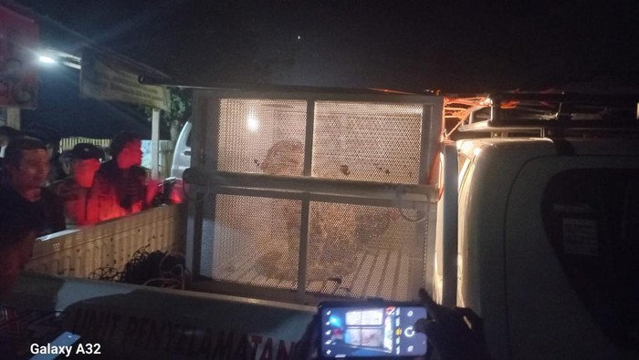 Tim WRU BKSDA berhasil mengevakuasi macan dahan dari gudang warga