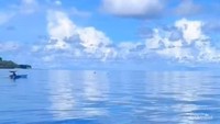 Lumba-lumba laut Banda.