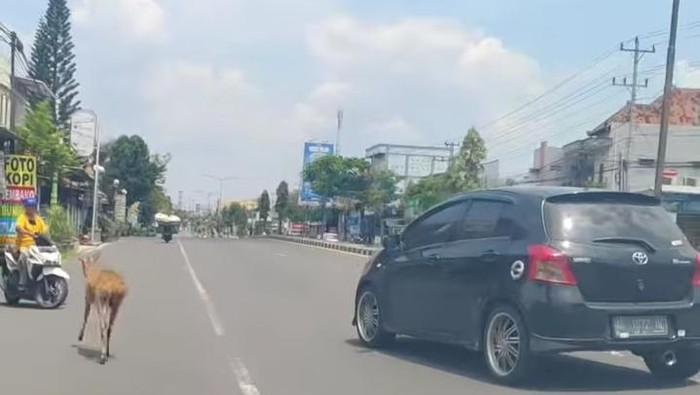 Penampakan rusa yang berjalan-jalan di Jalan Jogja-Solo, Klaten, Senin (24/3/2025).