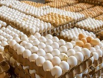 AS Kekurangan Telur, Eropa Mau Bantu Tidak Ya?