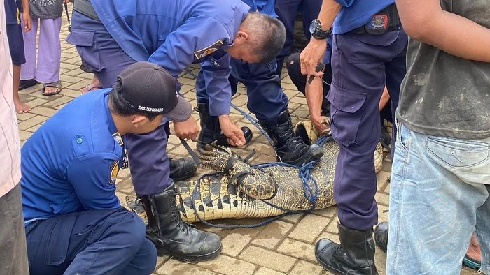 Buaya besar menyerang dan menggigit bocah 10 tahun di Desa Kohod, Tangerang berhasil ditangkap warga.