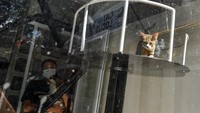 Pekerja menyimpan kucing yang dititipkan oleh warga di tempat bermain di jasa penitipan kucing Cat Locus, Bandung, Jawa Barat, Rabu (26/3/2025).