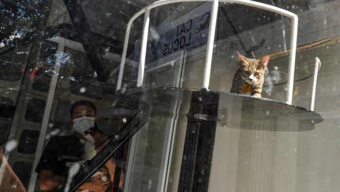 Jasa Penitipan Kucing di Bandung Meningkat Jelang Lebaran Pekerja menggendong kucing yang dititipkan warga di jasa penitipan kucing Cat Locus, Bandung, Jawa Barat, Rabu (26/3/2025). Pemilik usaha menyebutkan, mendekati Hari Raya Idul Fitri 1446 H penitipan kucing miliknya mengalami peningkatan pemesanan hingga 100 persen atau 54 kamar hotel untuk kucing sudah terisi penuh dengan biaya Rp60 ribu per hari. ANTARA FOTO/Raisan Al Farisi/rwa.