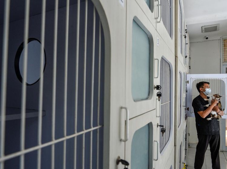 Jasa Penitipan Kucing di Bandung Meningkat Jelang Lebaran