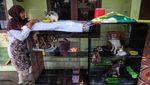 Penitipan Kucing Difabel di Solo Ini Ramai Dipesan Jelang Lebaran