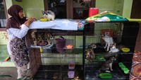 Menurut pengelola, tempat penitipan kucing peliharaan difabel itu mulai ramai dikunjungi warga yang ingin menitipkan satwa peliharaannya menjelang mudik Lebaran 2025.