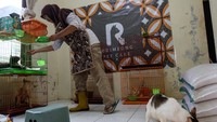 Pekerja memberi makan kucing difabel di tempat jasa penitipan Rumah Difabel Meong, Gentan, Sukoharjo, Jawa Tengah, Selasa (25/3/2025).