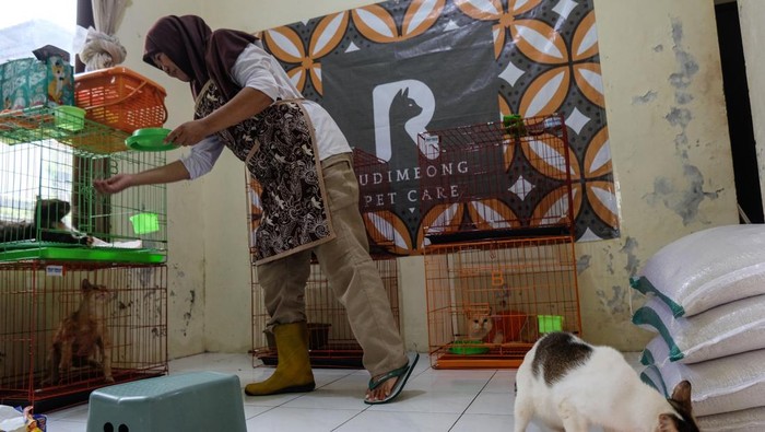 Penitipan Kucing Difabel di Solo Ini Ramai Dipesan Jelang Lebaran Pekerja merawat dan membersihkan kucing difabel di tempat jasa penitipan Rumah Difabel Meong, Gentan, Sukoharjo, Jawa Tengah, Selasa (25/3/2025). Menurut pengelola, tempat penitipan kucing peliharaan difabel itu mulai ramai dikunjungi warga yang ingin menitipkan satwa peliharaannya menjelang mudik Lebaran 2025 dengan biaya jasa penitipan Rp25.000 per satu ekor kucing per hari. ANTARAFOTO/Maulana Surya/tom. *** Local Caption ***