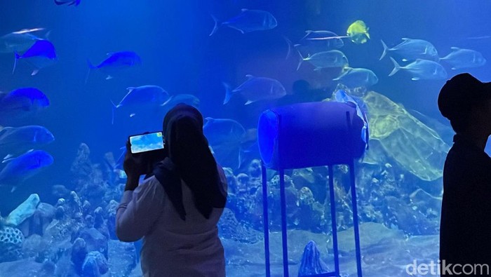 Potret Aksi Main Bedug-Hadroh di Dalam Akuarium Pangandaran