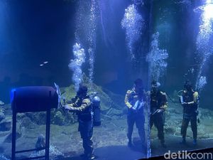 Potret Aksi Main Bedug-Hadroh di Dalam Akuarium Pangandaran