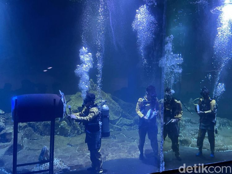 Potret Aksi Main Bedug-Hadroh di Dalam Akuarium Pangandaran