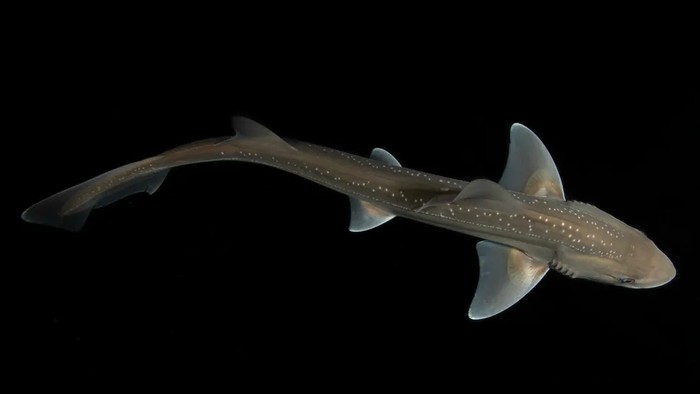 Rig shark