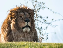 Studi: Satwa Liar Lebih Takut Kepada Manusia daripada Singa