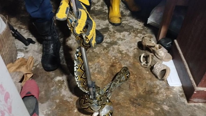 Damkar Sleman mengevakuasi ular sanca di atap rumah warga Ngemplak, Sleman.