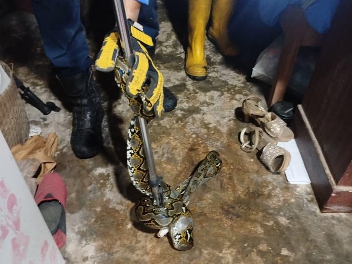 Damkar Sleman mengevakuasi ular sanca di atap rumah warga Ngemplak, Sleman.