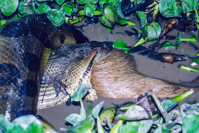 Spesies Baru Anaconda Raksasa Ditemukan Ilmuwan