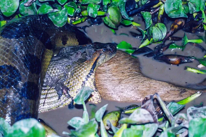 Anaconda Hijau Utara