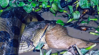Spesies Baru Anaconda Raksasa Ditemukan, Panjangnya Bisa Capai 6,3 Meter