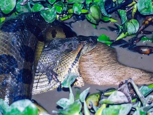 Spesies Baru Anaconda Raksasa Ditemukan, Panjangnya Bisa Capai 6,3 Meter