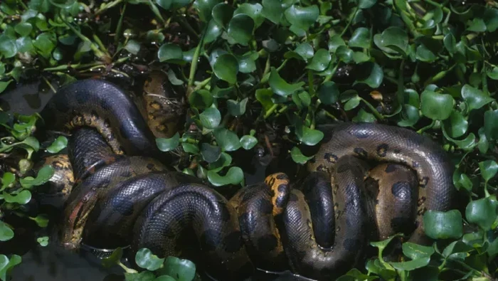 Anaconda Hijau Utara