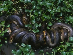 Rahasia Anaconda Raksasa Baru di Jantung Amazon