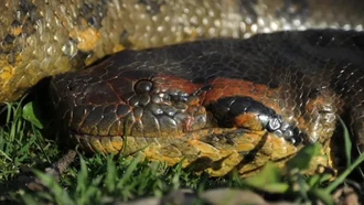 Pecahkan Rekor! Panjang Anaconda Hijau Hampir 8 Meter Pecahkan Rekor! Panjang Anaconda Hijau Hampir 8 Meter