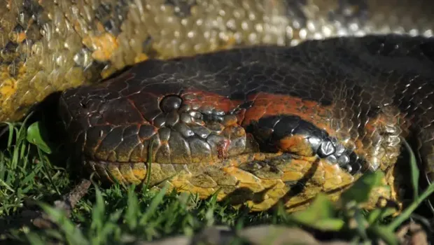 Anaconda Hijau Utara