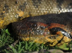 Pecahkan Rekor! Panjang Anaconda Hijau Hampir 8 Meter