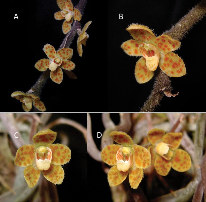 Chiloschista tjiasmantoi sp. nov. (A, B) and Chiloschista javanica (C, D)