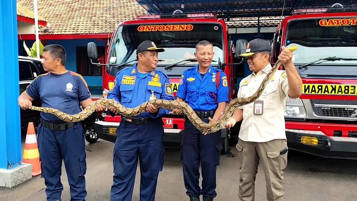 Damkar Pati evakuasi ular piton 3 meter dari rumah warga Pati Lor, Kamis (27/3/2025).