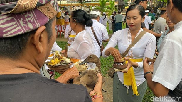 Desa adat Buleleng menggelar ritual Mapepade sebagai upaya membersihkan hewan yang akan dimanfaatkan sebagai sarana upacara pecaruan Tawur Labuh Gentuh di Catus Pata Desa Adat Buleleng, Kamis (27/3/2025).