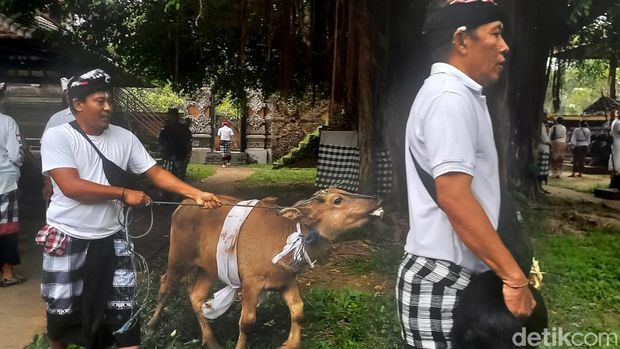 Desa adat Buleleng menggelar ritual Mapepade sebagai upaya membersihkan hewan yang akan dimanfaatkan sebagai sarana upacara pecaruan Tawur Labuh Gentuh di Catus Pata Desa Adat Buleleng, Kamis (27/3/2025).