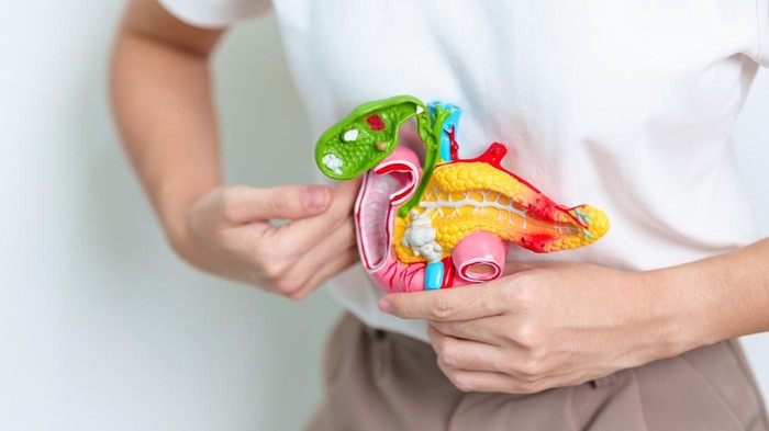 Woman holding human Pancreatitis anatomy model with Pancreas, Gallbladder, Bile Duct, Duodenum, Small intestine. Pancreatic cancer, Acute and Chronic pancreatitis,  Digestive system and Health concept