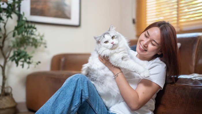 Ilustrasi hewan peliharaan kucing