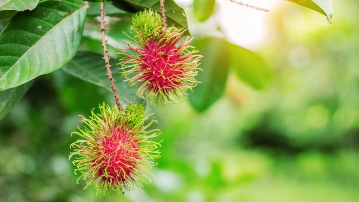 Ilustrasi pohon rambutan