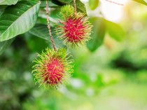 Kenapa Buah Rambutan Sulit Ditemui? Pakar IPB Ungkap 3 Penyebab