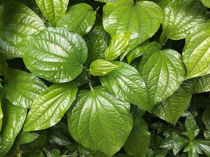 fresh betel leaf plant in garden. Top view.