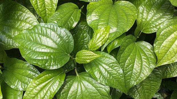 fresh betel leaf plant in garden. Top view.