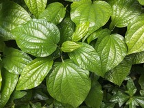 8 Manfaat Daun Sirih, Tanaman Herbal yang Kaya Khasiat