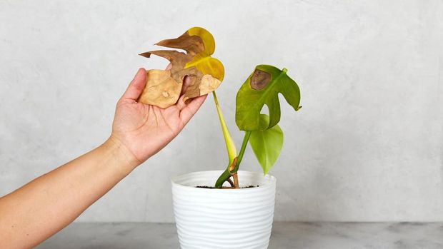 A woman holds a dried monstera leaf. Care of home plants. Monstera diseases, dried or frozen leaves.