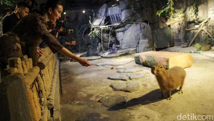 Menteri Pariwisata (Menpar) Widiyanti Putri Wardhana meninjau sarana-prasarana serta destinasi wisata menjelang libur Idul Fitri. Widi mengecek hotel, stasiun, serta Jakarta Aquarium.