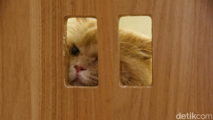 Menjelang libur ramadan, seluruh kamar yang disiapkan untuk menampung kucing sudah terisi penuh. Ini foto-fotonya.