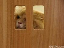 Tarif Mudik Hewan Peliharaan dengan KAI