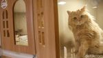 Jelang Libur Lebaran, Pet Hotel di Jaksel Ini Penuh