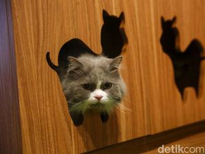 Benarkah Kucing Benda Cair? Ahli Punya Penjelasannya