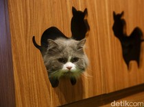 Benarkah Kucing Benda Cair? Ahli Punya Penjelasannya