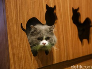 Benarkah Kucing Benda Cair? Ahli Punya Penjelasannya