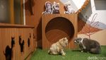 Jelang Libur Lebaran, Pet Hotel di Jaksel Ini Penuh