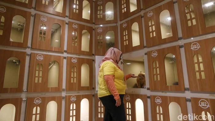 Menjelang libur ramadan, seluruh kamar yang disiapkan untuk menampung kucing sudah terisi penuh. Ini foto-fotonya.